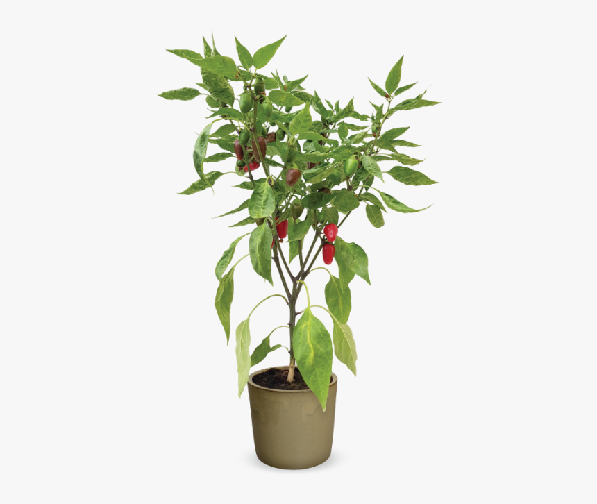 Flowerpot, HD Png Download