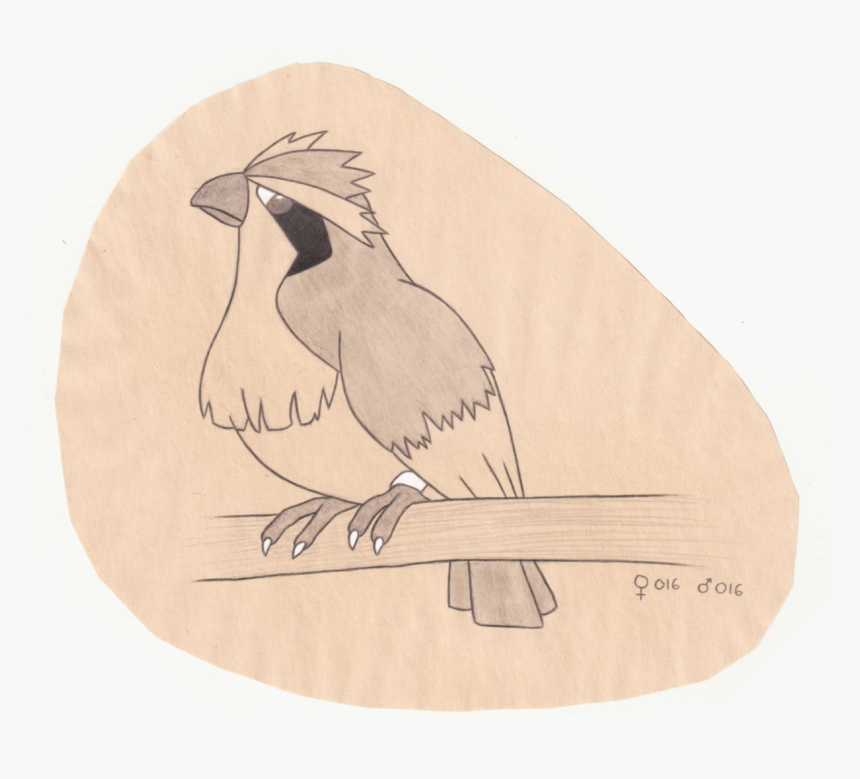 Tiny Bird Pokemon - Illustration, HD Png Download