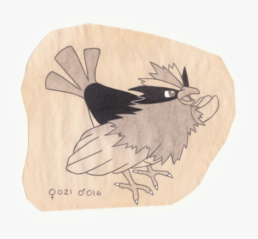 Tiny Bird Pokemon - Illustration, HD Png Download