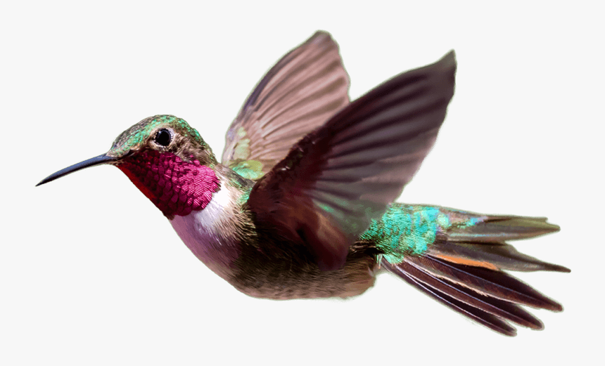 Hummingbird Png Transparent Hd Photo - Portable Network Graphics, Png Download