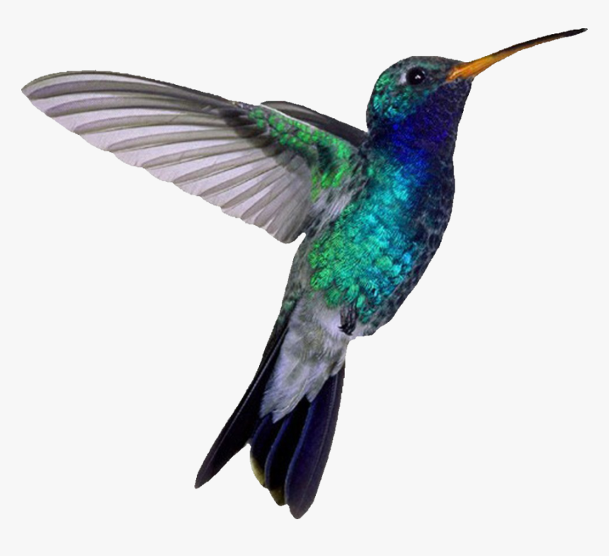 Hummingbird Png Images - Hummingbird Png, Transparent Png