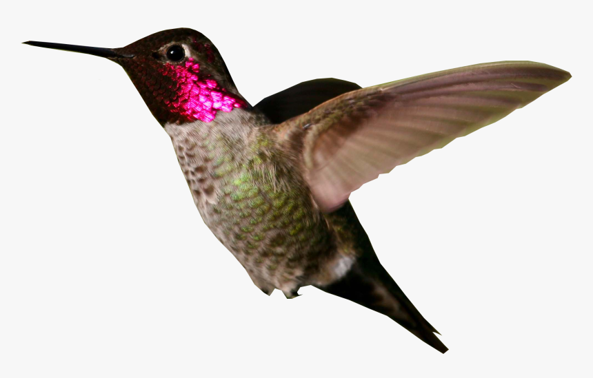 Hummingbird Png Photo - Ruby Throated Hummingbird Png, Transparent Png
