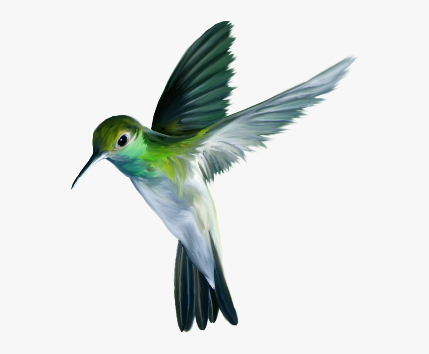 Hummingbird Art Png Picture - Birds Nest Images With Names, Transparent Png