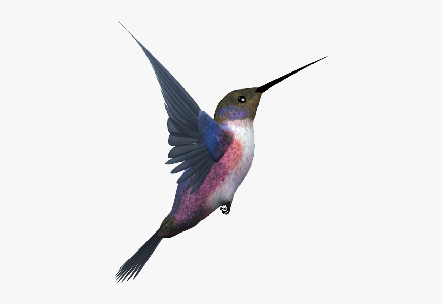 Hummingbird Png - Birds Png Images Free Download, Transparent Png