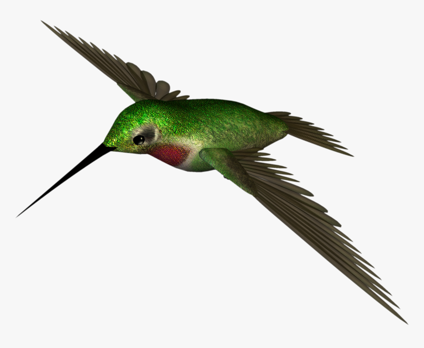 Hummingbird Png Free Background - Rufous Hummingbird, Transparent Png