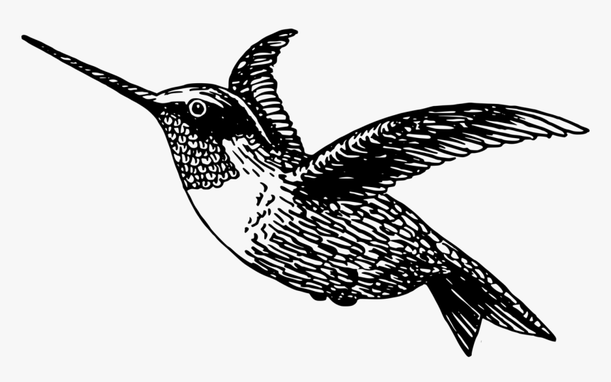 Black-chinned Hummingbird Drawing Black And White Free - Hummingbird Clip Art Black And White, HD Png Download