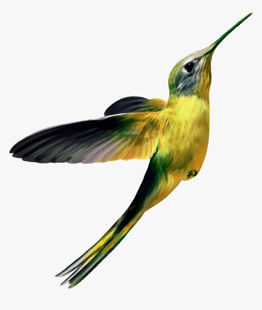 67186 - Hummingbirds Png, Transparent Png