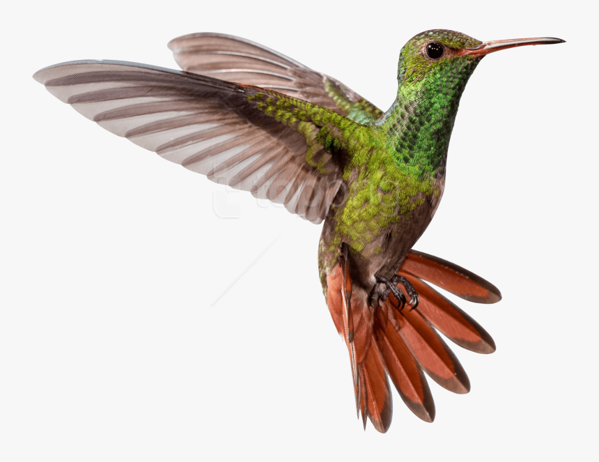 Ruby Throated Hummingbird - Hummingbird Png, Transparent Png