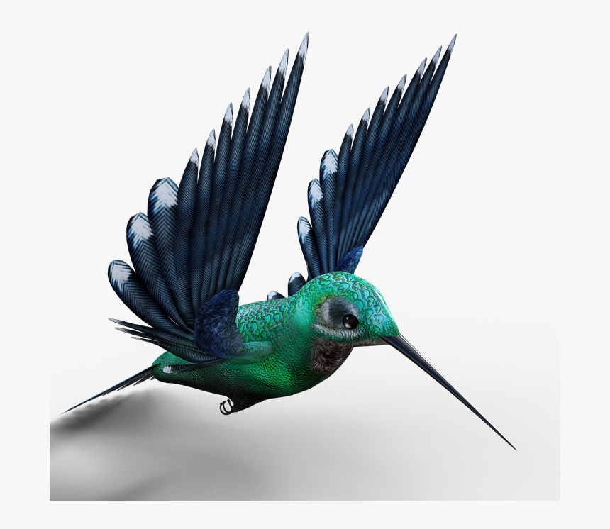 Hummingbird, Birds, Bill, Feather, Fly, Foraging - Hummingbird, HD Png Download