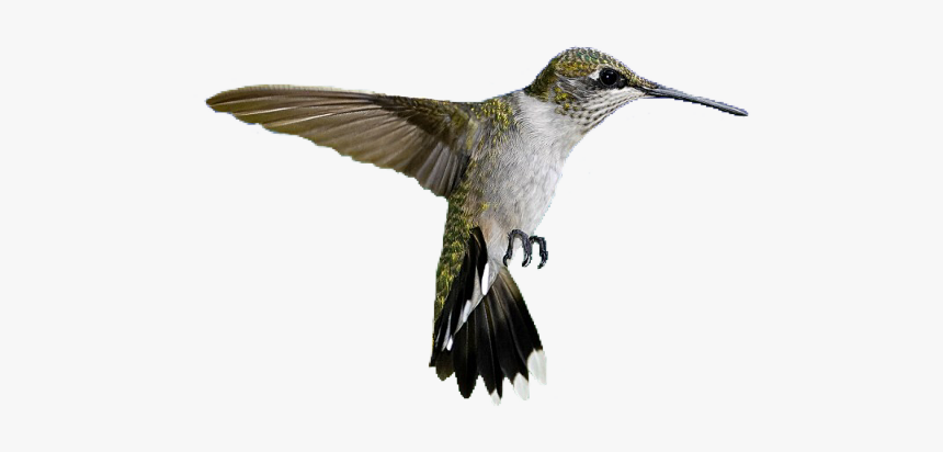 #hummingbird #bird #pngs #png #lovely Pngs #usewithcredit - Rufous Hummingbird, Transparent Png