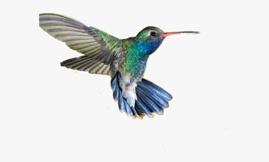 Drawn Hummingbird Png Transparent - Humming Bird Png Hd, Png Download