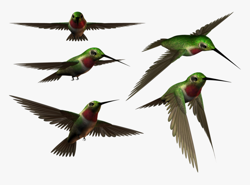 Habitat Drawing Hummingbird, HD Png Download