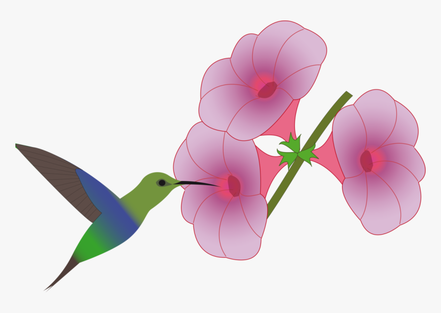 Pink,plant,flower - Hummingbird At Flower Clipart, HD Png Download