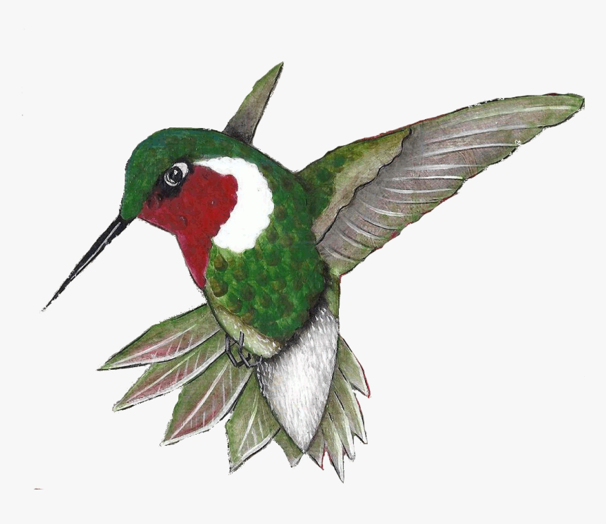 Click On The Sign Post For Additional Information About - Ruby-throated Hummingbird, HD Png Download