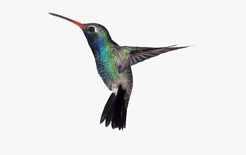 Humming Bird, HD Png Download