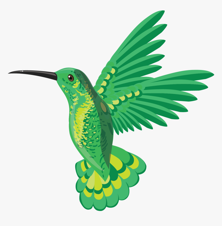 Hummingbird, HD Png Download