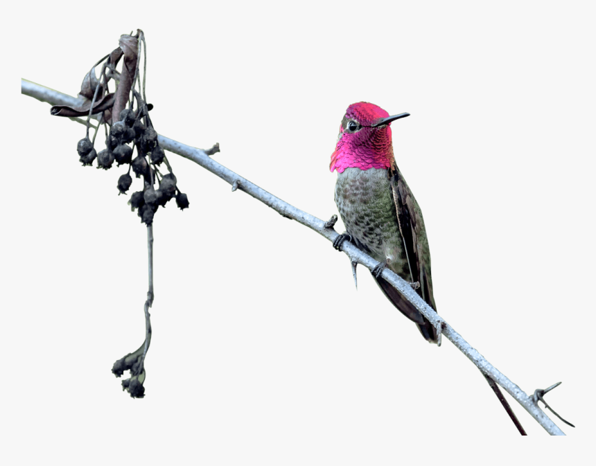 Hummingbird, HD Png Download