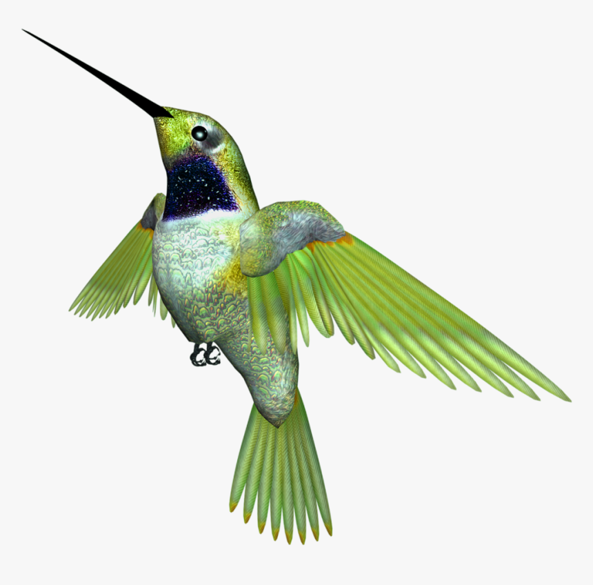 Ruby-throated Hummingbird - Rufous Hummingbird, HD Png Download