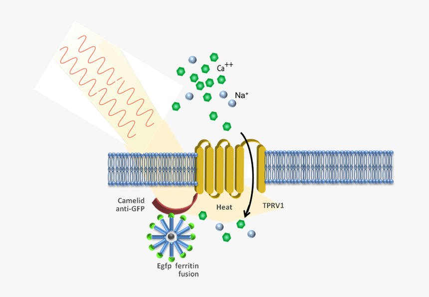 Stanley Diagram, HD Png Download