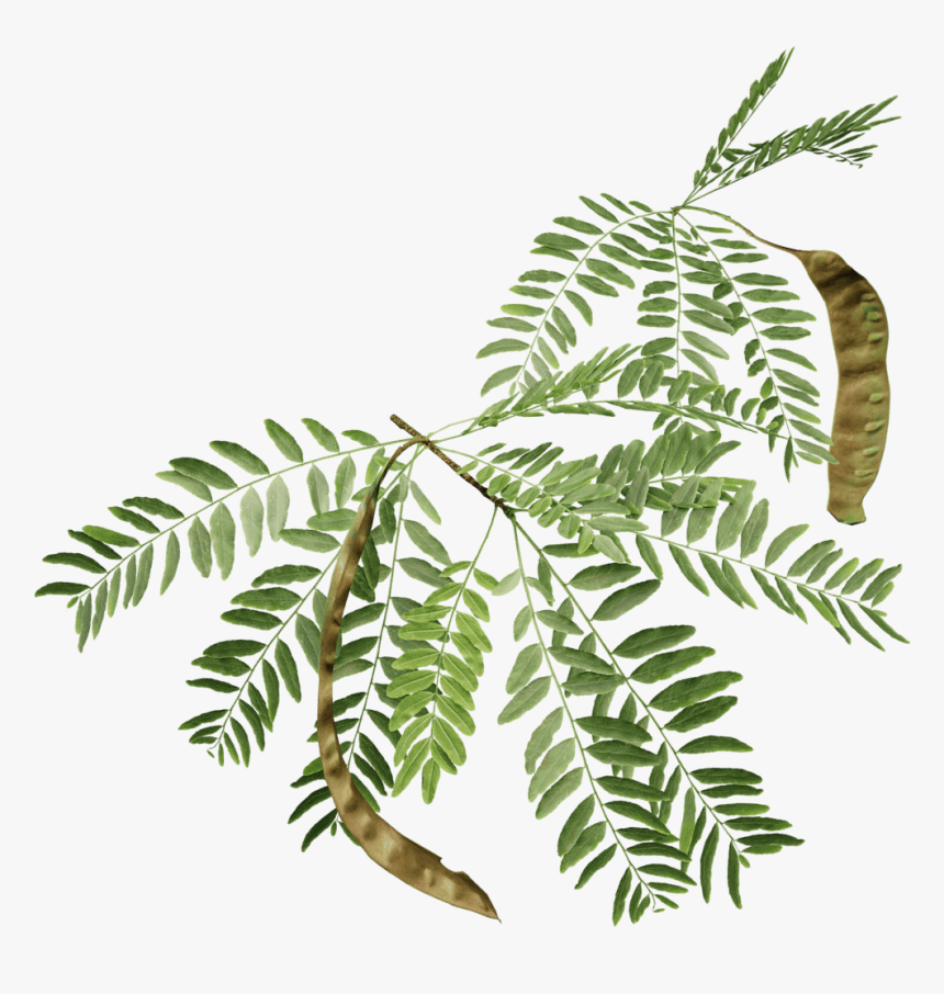 Azadirachta-indica - Honey Locust Leaf, HD Png Download