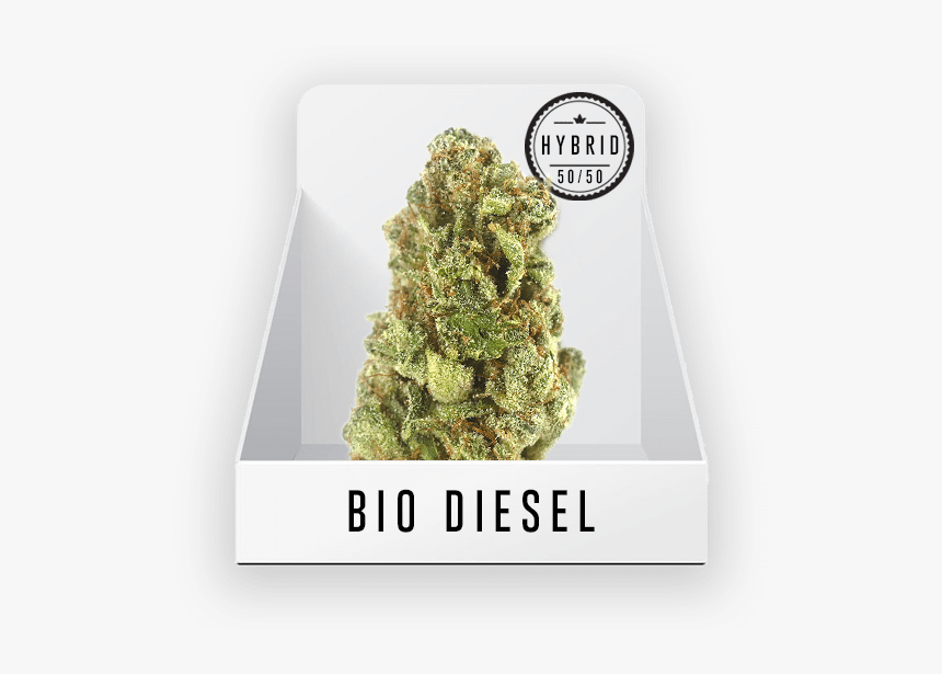 Shortleaf Black Spruce, HD Png Download