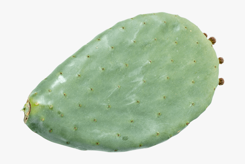 Opuntia Ficus Indica Cladodes Png, Transparent Png