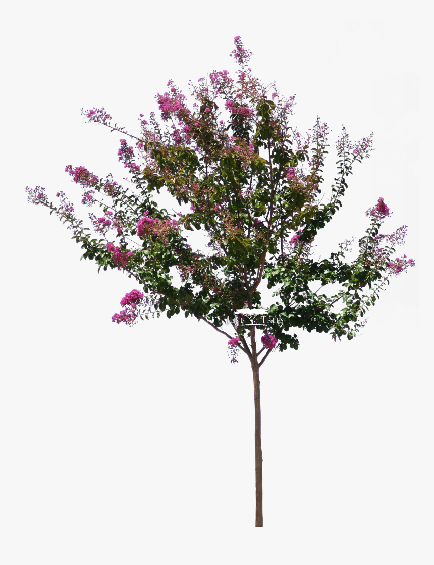 Lagerstroemia Png , Png Download - Lagerstroemia Indica Tree Png, Transparent Png