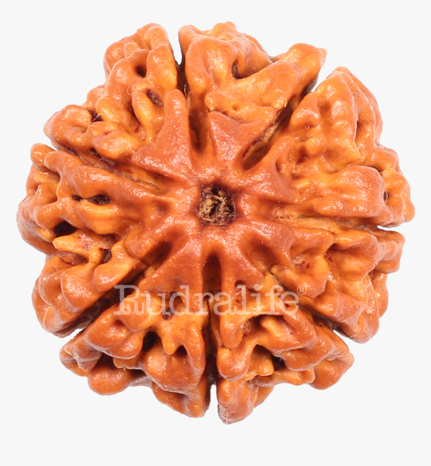 Seven Mukhi Rudraksha Rudraksha - Rudralife 7 Mukhi Rudraksha, HD Png Download
