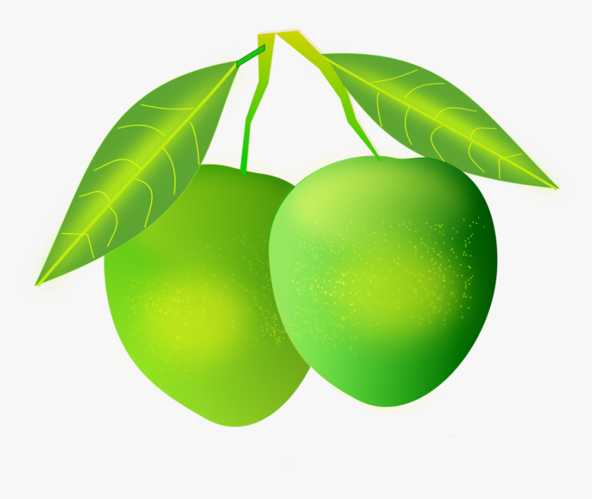 Plant,persian Lime,leaf - Green Mango Png, Transparent Png