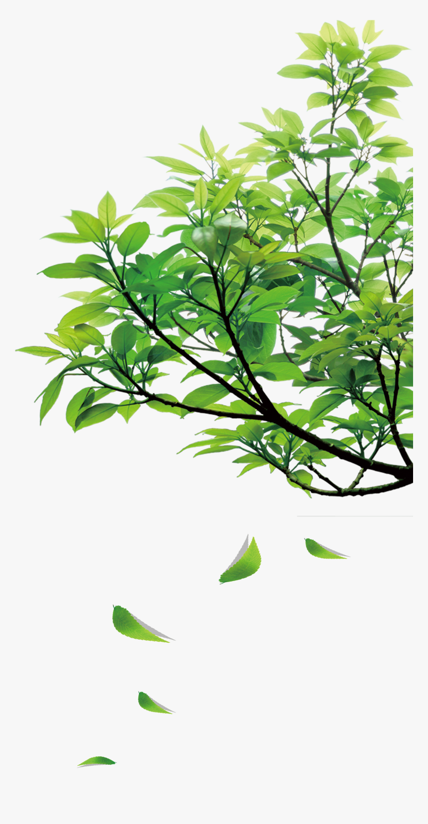 Natural Green Leaves - Green Leaves Clipart Png, Transparent Png
