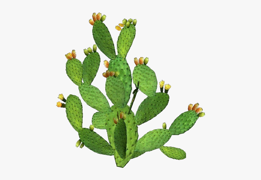 3d Flowers - Prickly Pear - Acca Software - Pianta Fico D India, HD Png Download