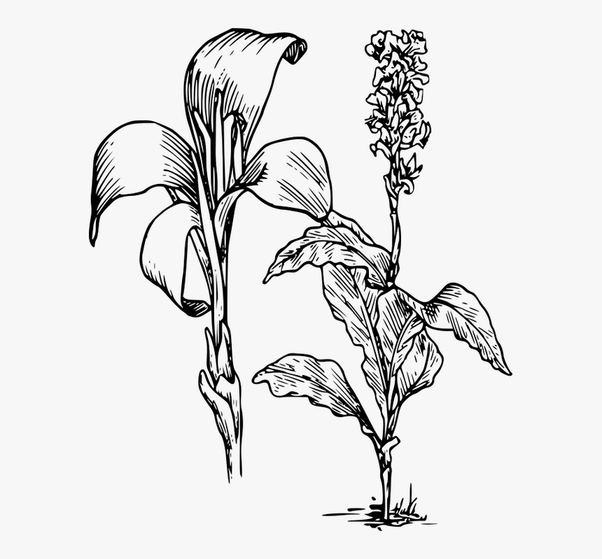 Canna Indica Flower Drawing , Png Download - Lily Clipart, Transparent Png