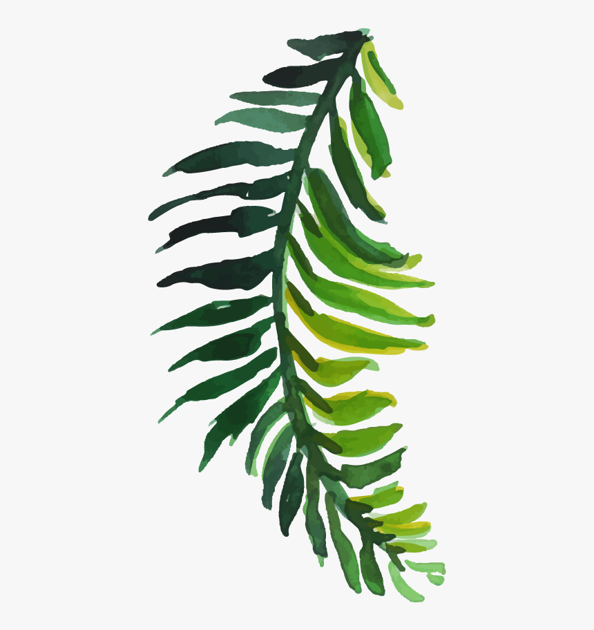 Fern, HD Png Download