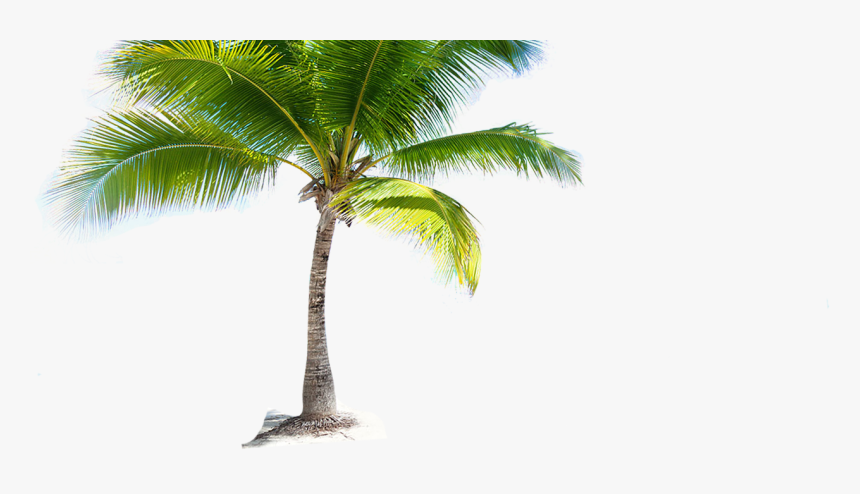 Transparent Cd Icon Png - Transparent Coconut Tree Png, Png Download