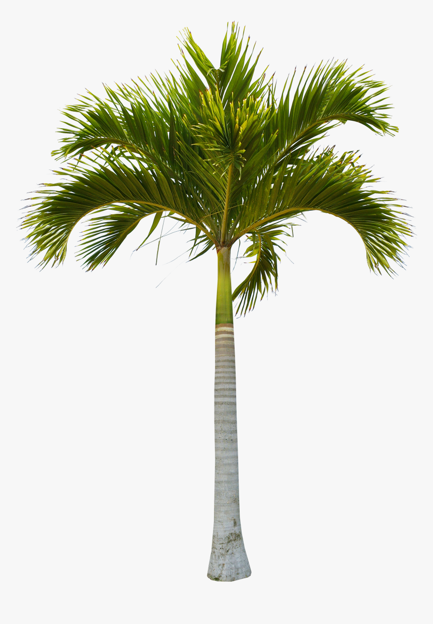 Beautiful Green Coconut Tree Trees Free Hq Image Clipart - Coconut Tree Trunk, HD Png Download