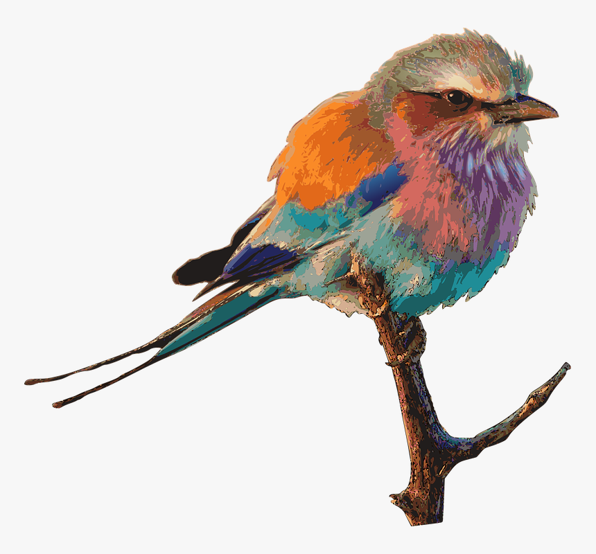 Bird Bright Color Drawing - Colourful Birds, HD Png Download