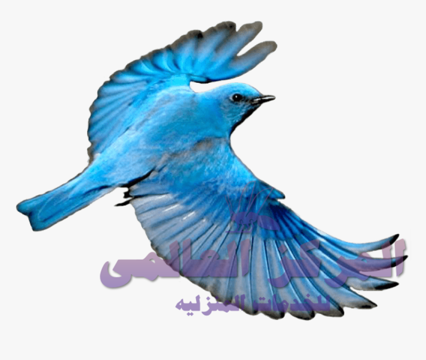Blue Bird Flying Png, Transparent Png