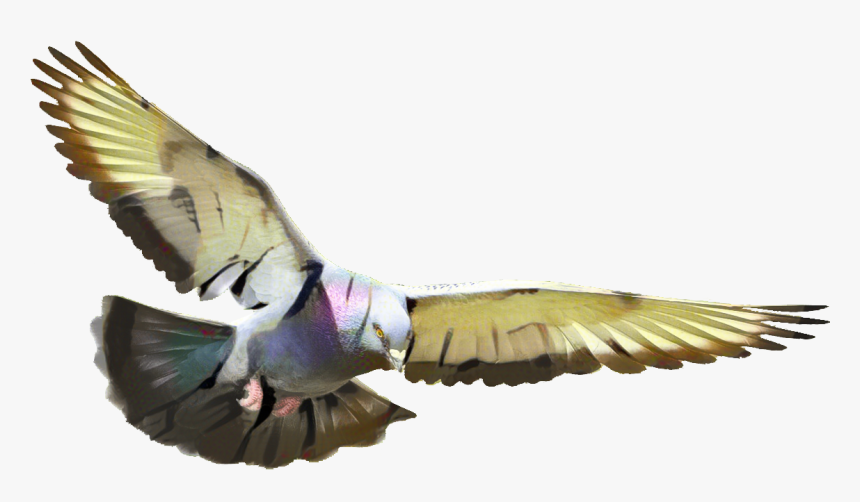 Pigeon Flying , Transparent Cartoons - Transparent Background Flying Pigeon Png, Png Download