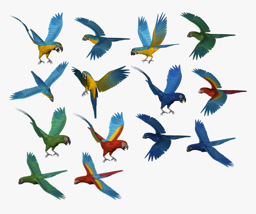 Parrot Png Images, Free Download - Parrots Png, Transparent Png
