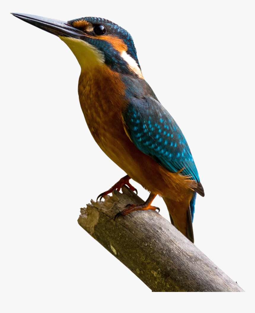 Bird, Kingfisher, Bill, Colorful, Nature, Branch - Windows 10 Phoenix Os, HD Png Download