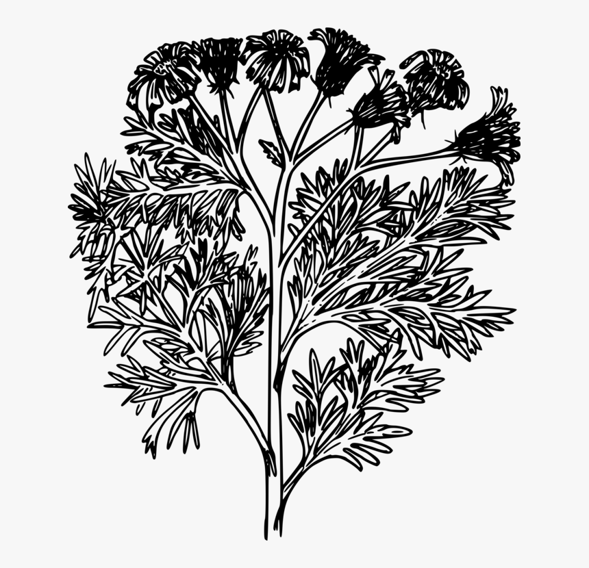 Visual Arts,plant,flora - Plants Png Icons, Transparent Png