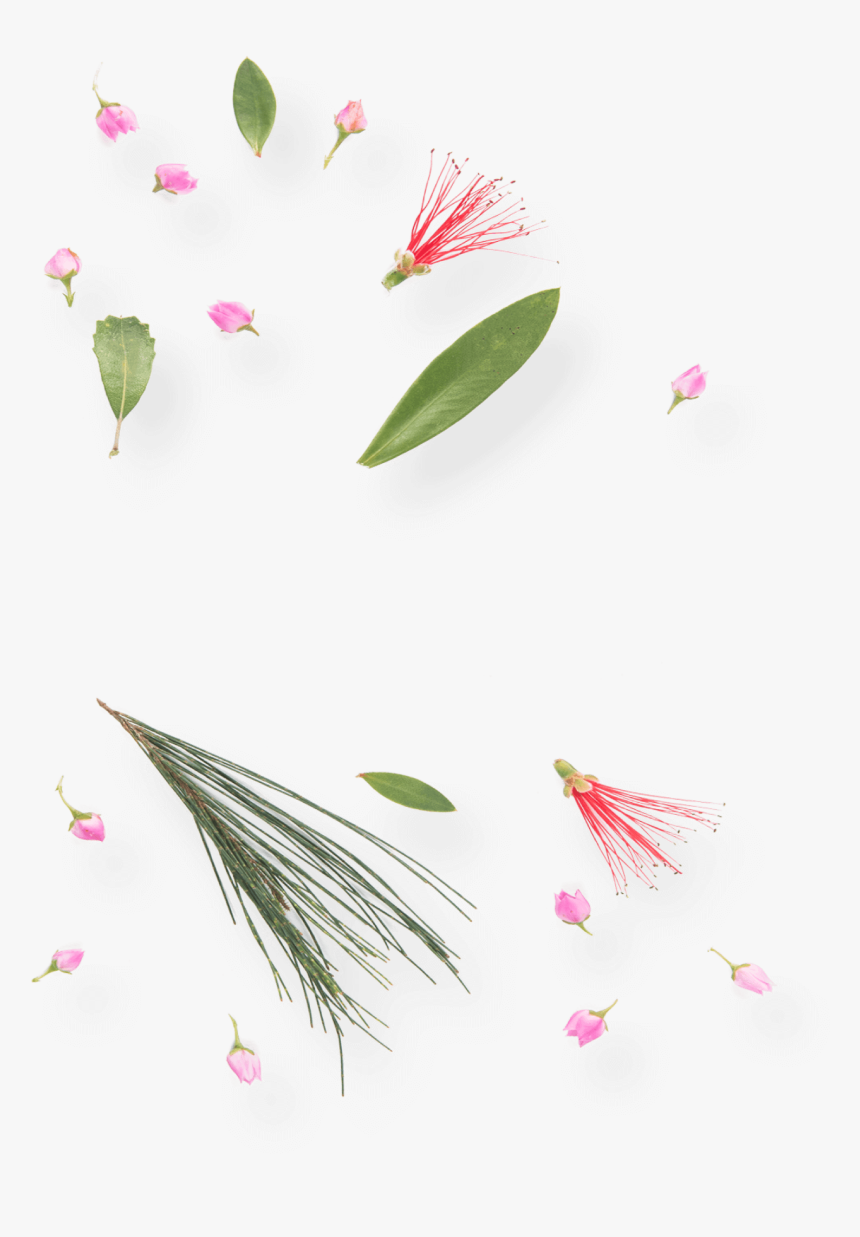Australian Wildflower Transparent Background, HD Png Download