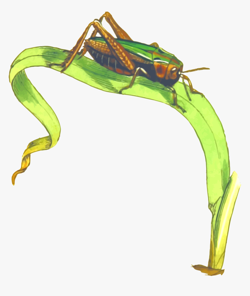 Cricket Insect Png Clipart - Grasshopper On Grass Clipart, Transparent Png