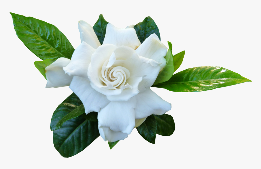 Gardenia - Incandessence Flame, HD Png Download