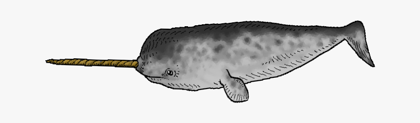 Narwhalswim 04 - Beluga Whale, HD Png Download