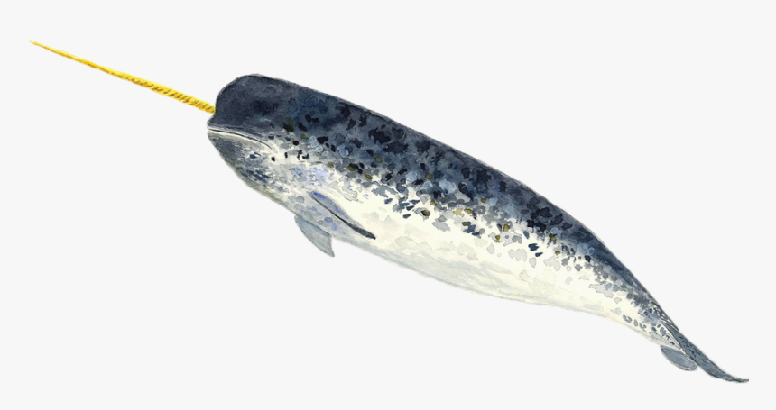 A Narwhal - Narwhal Png Transparent, Png Download