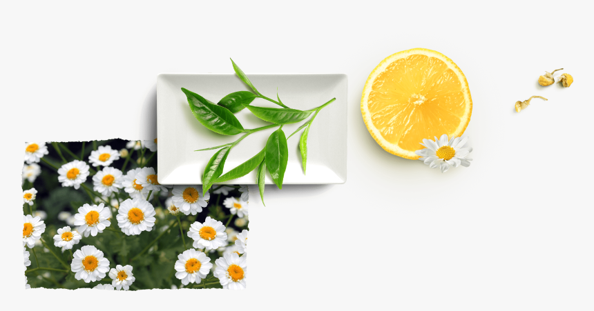 Camomile Lemon, HD Png Download