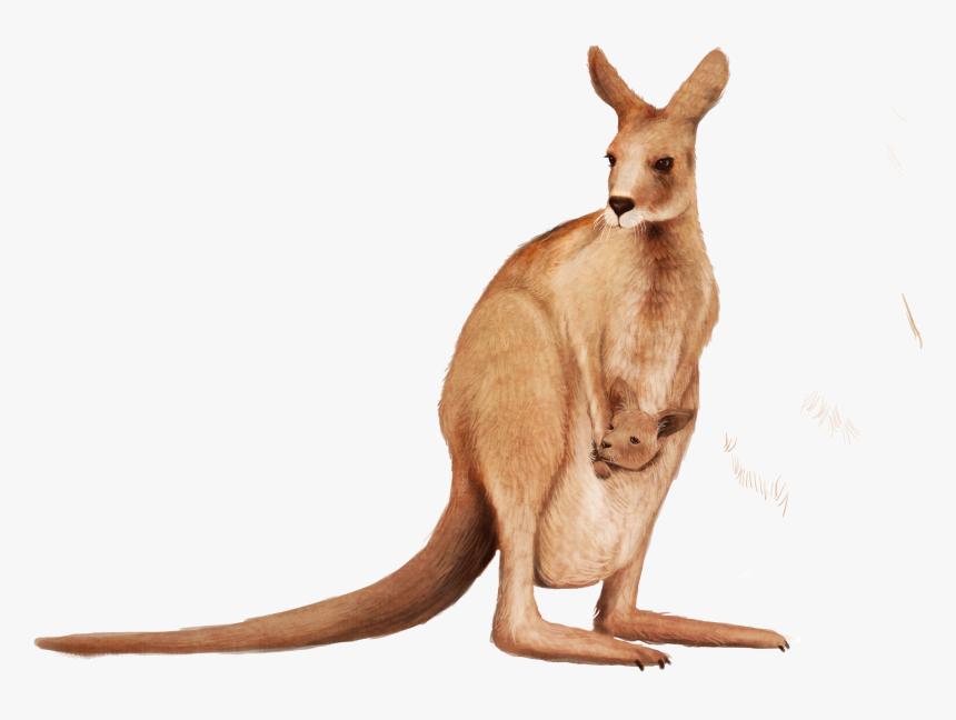Kangaroo Wallaby Animal - Kangaroo Png, Transparent Png