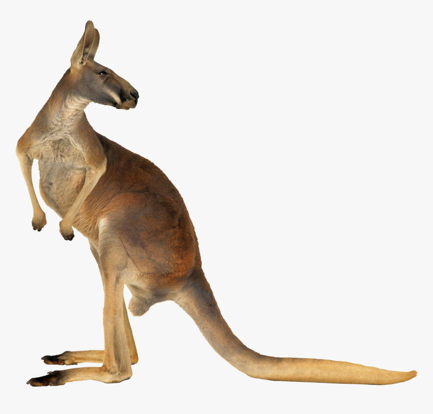 Kangaroo Png - Png Kangaroo, Transparent Png