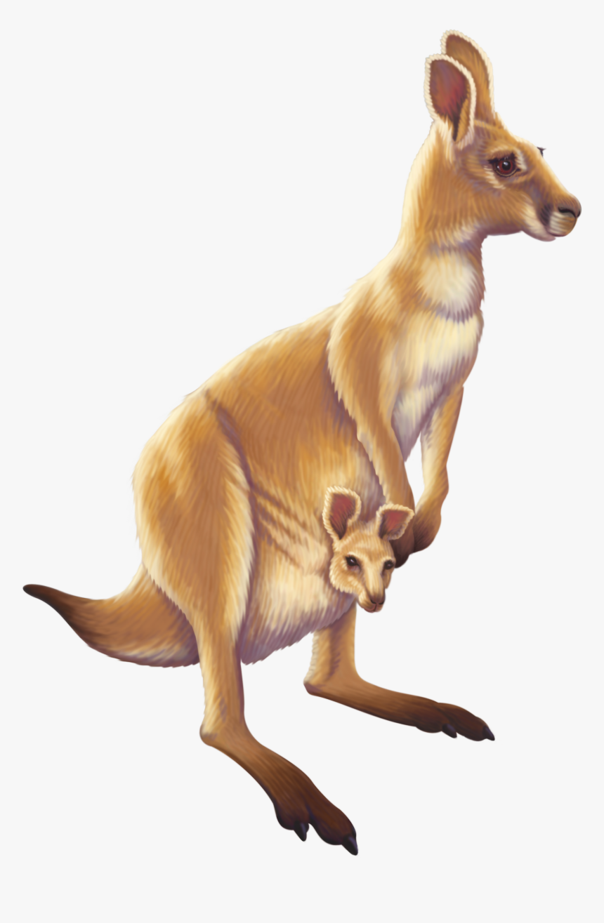 Kangaroo Australia Animal Free Transparent Image Hd - Kangaroo Png, Png Download